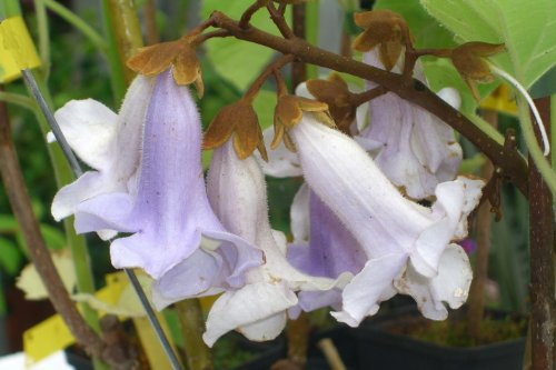 Seedeo Blauglockenbaum - Paulownia tomentosa 200 Samen