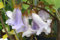 Seedeo Blauglockenbaum - Paulownia tomentosa 200 Samen
