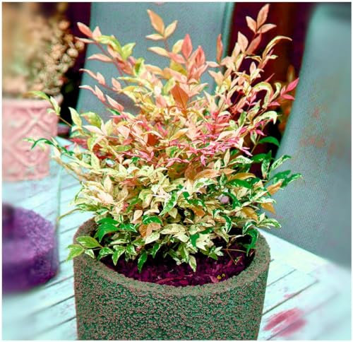 GrowOn Shrubs Nandina Domestica 'Twilight' Heavenly Bamboo | Evergreen Shrub | Outdoor Garden Ready Plant | Spring, Summer, Autumn Flowering | White Flowers