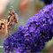 Buddleja Empire Blue - Sommerflieder/Schmetterlingsflieder - Duftend und Winterhart - Buddleia | 1,5 Liter Topf