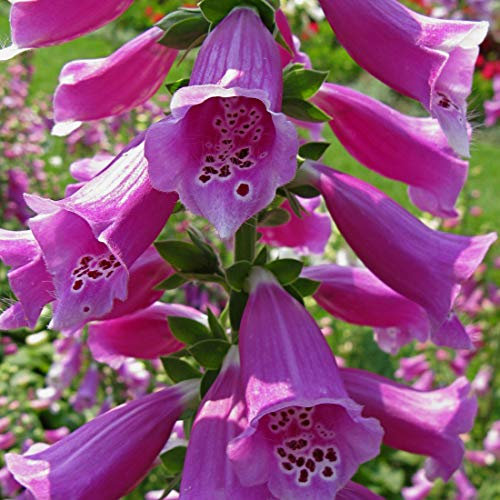 6 x Rotblühender Fingerhut - Digitalis Purpurea Topf 9x9cm: Rote Blüten, hohe Pflanze, hervorragend in Bauerngärten und Waldgärten.