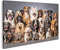 islandburner Prime Bild auf Leinwand große Gruppe Hunde verschiedene Rassen Haustiere sitzen weiß Bilder Wandbilder Poster