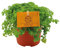 Kanonierblume - Pilea Depressa - Zimmerpflanze - Ø10,5cm - 15cm