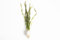 Lincolnshire Pond Plants Ltd Twisted Vallis - Live Aquarium Plant - Corkscrew vallis - vallisneria tortifolia - Tropical Fish Tank (25 Strands - 5 Rings)