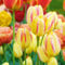 Tulpenzwiebeln-Winterhart MehrjäHrig,Tulpenzwiebeln,Tulpenzwiebeln Winterhart MehrjäHrig,Einfach Zu Pflanzen,Bonsai Pflanze-3zwiebeln-b