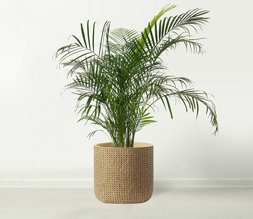 Windor Home Co - Maceta grande de cerámica para cemento, 26 cm de diámetro, maceta grande para interiores y exteriores