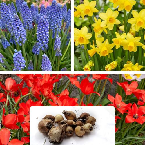 Rockery Plant Combination Pack – Vibrant Mix of Annuals & Perennials – Easy-to-Grow Flowering Plants Ideal for Rock Gardens – Perfect for Your Beautiful Garden – Suited for UK Climate Conditions