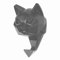 Antartidee Porte-manteau mural en forme de chat avec application noire, fabriqué en Italie