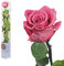 Echte Rose konserviert in verschiedenen Farben - preserved, ewige Rose gefriergetrocknet mit Stiel und Blättern - lange haltbare Schnittblumen in Geschenkbox, beste Deko (Rosa dunkel)