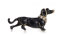 GFM® Broche teckel, Small, Métal