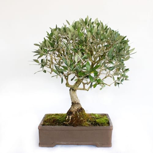 KENTIS - Bonsaï Olea Europaea - Bonsaï Olivier - Naturelles Plantes d'Extérieur - Pot en Céramique Artisanal - H 55-65 cm Pot Ø 35 cm