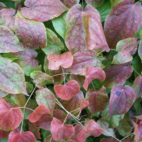 30 pcs elfenblume pflanze samen - exotische pflanzen pflanzen garten garten blumen winterhart, bodendecker samen winterhart balkonpflanzen winterhart, winterharte kübelpflanzen kräutersamen