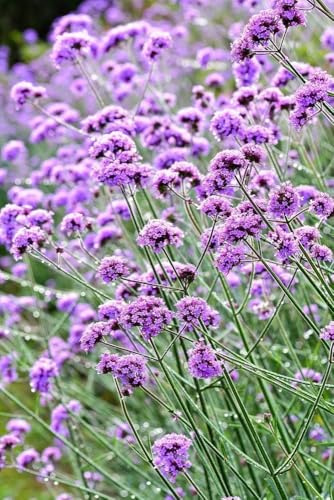 Argentinische Eisenkraut, (Verbena Bonariensis)- violett, frosthart