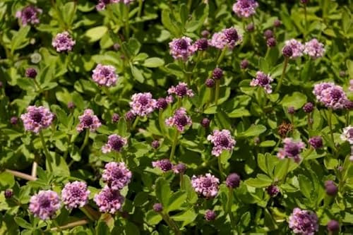 Teppichverbene Pink Pompon - Phyla nodiflora - | Anzahl der Artikelpakete 5