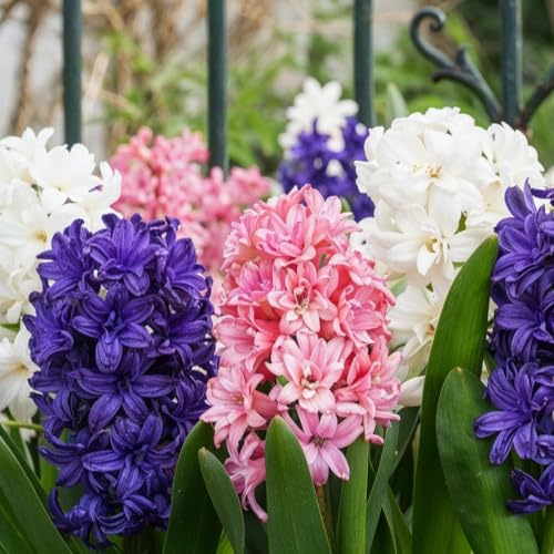 Hyazinthen Zwiebeln Winterhart - Frühlingstraum - 15 Blumenzwiebeln | Duftende Hyazinthenzwiebeln aus Holland, Sorte Frühlingstraum, 3 Sorten/Farben, für Garten und Topf (kein Samen)