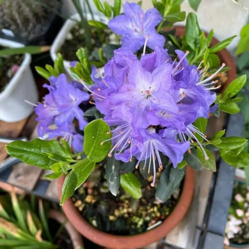 350 pcs Rhododendron Samen - Azalee Samen gartendeko für draußen, Rhododendron simsii, blumenwiese samen, exotische pflanzen winterhart blumen für balkon, bio saatgut sträucher winterhart,