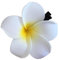 Épingles à cheveux en forme de frangipanier artificiel, épingles à cheveux hawaïennes en forme de fleur de frangipanier mignonne, pinces à cheveux en forme de fleur de prunera, petite pince à cheveux