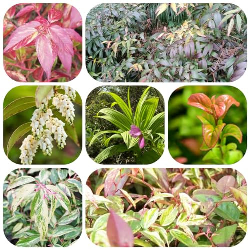 Brezo resistente - semillas plantas resistentes en macetas semillas de hierbas para jardín de interior plantas decorativas hierbas de jardín planta de balcón jardín de plantas - 100pcs