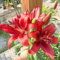 lilien zwiebeln winterhart mehrjährig - pflanzenkübel gartenpflanzen kübelpflanzen stauden winterhart mehrjährig lilie - seltene pflanzen serie - hochbeet balkon garten 4pcs