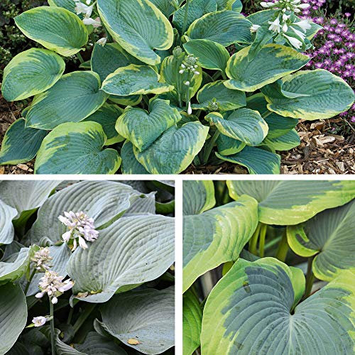 Hosta 'Giant Leaved Mix' Plantain Lily Hardy Perennial Garden Plants Large Rounded Colourful Foliage 3 x Bare Roots Hosta 'Giant Leaved Mix' by Thompson and Morgan (3)