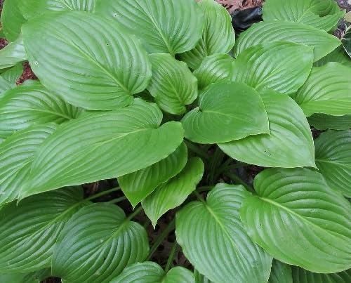 80 graines de plantes Hosta vertes