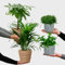 Nestfarn, Areca-Palme, Glückskastanie & Rutenkaktus – 4er Box Zimmerpflanzen Katzenliebe – frisch aus der Gärtnerei – Höhe 15-70 cm – Töpfe 10,5-17 cm – mit Übertöpfen – Green Me Up