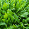 Rúcula, Roquette, ensaladas verdes, 235 semillas! Groco *