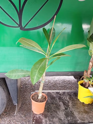 Plumeria, eine Pflanze