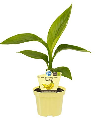 Generico Pianta di Banane Musa Basjoo BIO su Vaso cm 12