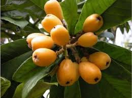 5 Fresh Mispel Samen, Japanische Pflaumen-Baum, Tropische Frucht, Eriobotrya Japonica Seeds