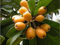 5 Fresh Mispel Samen, Japanische Pflaumen-Baum, Tropische Frucht, Eriobotrya Japonica Seeds