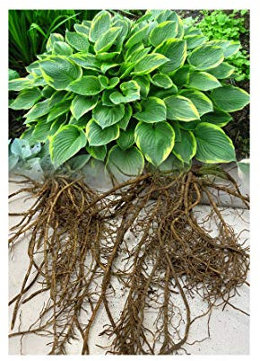 GARTHWAITE NURSERIES® : - UK Stockist : - 6 Hosta Aureomarginata Montana Group Garden Hardy Bare Root Perennial Grade 1