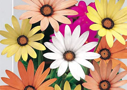 1 Semi di Dimorphoteca Sinuata Mix Margherita Africana