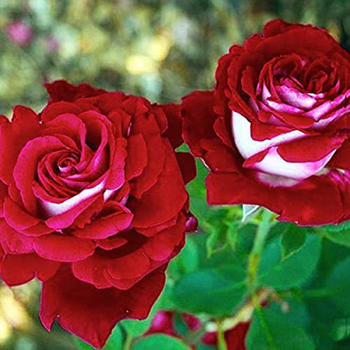 Benoon Rosensamen, 100 Stück/Beutel Rosensamen, zweifarbig, seltene Blume, rote Desktop-Pflanzensamen für Zuhause, Rosensamen