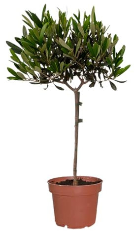 Kleiner Olivenbaum – Olea Europaea – 70 bis 80 cm Höhe – Ungiftig für Kinder & Tiere | Mediterrane Pflanze für Balkon & Terrasse – Pflegeleicht frisch aus der Gärtnerei – Topf 19 cm – Green Me Up
