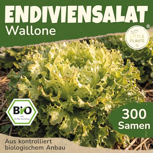 Little Plants BIO Endiviensalat Samen Wallone 300 Salatsamen Endiviensamen Gemüsesamen für Gemüsegarten Gemüse Samen für Hochbeet und Garten