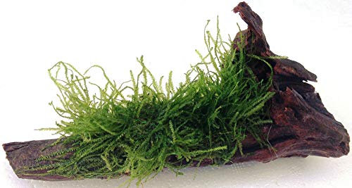 Spiky Moss on Wood - Taxiphyllum 'Spiky' - 20 cm - Live Aquarium Plant