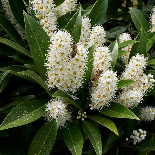 Lorbeerkirsche Otto Luyken 1L - Es eignet sich hervorragend als Absicherung
