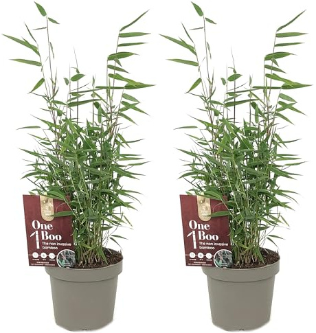 Bambou Fargesia Jiuzhaigou - Bambou Non-Traçant Persistant - Haie Brise-Vue Compacte - Chaumes Rouges Décoratifs pour Jardin et Pot (40-50 cm avec Pot 14cm)