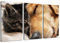 Katze und Hund Freundschaft 3-Teilig(120x80cm) auf Leinwand, XXL riesige Bilder fertig gerahmt mit Keilrahmen, Kunstdruck auf Wandbild mit Rahmen