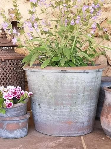 Vintage Tulip Planter, Rustic Terracotta Plant Pot, Indoor House Plant Cover, Outdoor Aged Grey Stone Cement Tapered Garden Bulb Plant Pot