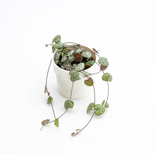 Pianta vera di Ceropegia woodii - Diametro Vaso Ø 6 cm
