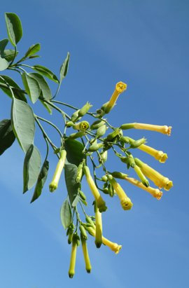 Seedeo Blaugrüner Tabak (Nicotiana glauca) 100 Samen