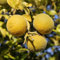 Bitterorange, Dreiblättrige Orange, Poncirus trifolitata, 40-60cm, im Topf