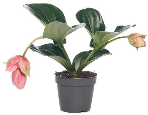 Medinilla Magnifica - Planta Natural con Flores Colgantes
