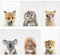 Bonhoom Kinderzimmer Deko Waldtiere Poster babyzimmer - 6er Set kinderzimmer wanddeko, Zimmer Deko Mädchen Junge | Zauberhafte Afrika Wald-Tiere | Wohnzimmer Kinderbilder