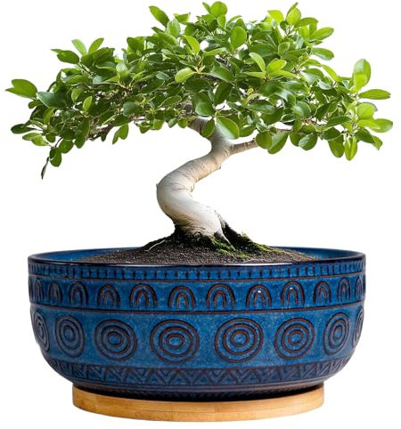Eightpot Bonsai-Töpfe 20,3 cm – Keramik-Sukkulententöpfe für Zimmerpflanzen, flache runde Pflanzgefäße mit Ablaufloch und Untersetzer, Boho-Bonsaischale, Heimdekoration, Blau