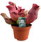 Sarracenia Maroon - 23cm - Ø12cm - Plante d'intérieur - Vert persistant