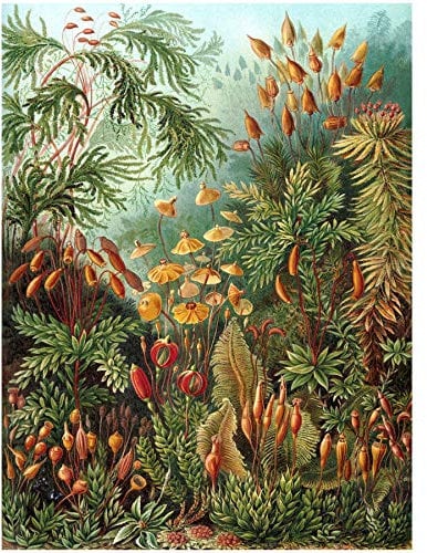 Bumblebeaver Nature Art ERNST Haeckel SEA Plant Biology Germany Vintage Poster Print 12x16 inch 30x40cm Natur Pflanze Biologie Deutsche Jahrgang