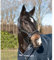 HKM 558739 Lederhalfter Soft, Pony, schwarz